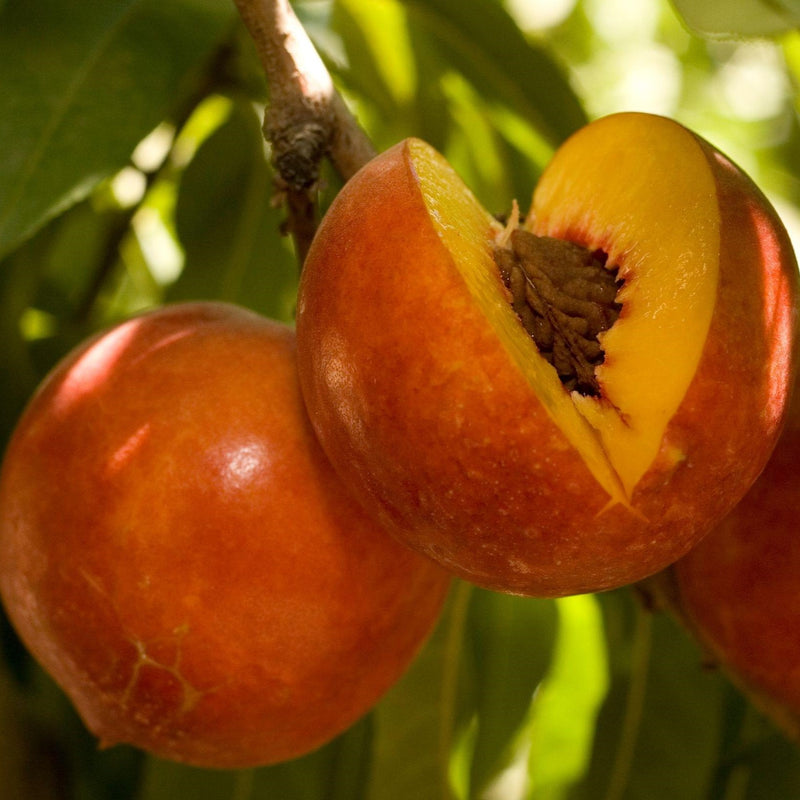 Dave Wilson Double Delight Nectarine Bare Root Fruit Tree