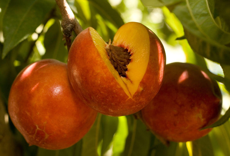 Dave Wilson Double Delight Nectarine Bare Root Fruit Tree