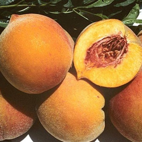 Dave Wilson Peach Frost™ Bare Root Fruit Tree