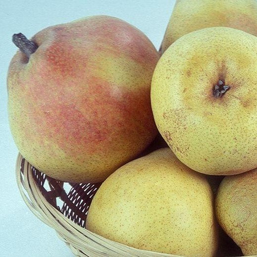 Dave Wilson Comice Pear Bare Root Fruit Tree