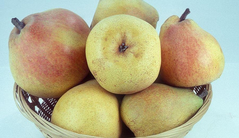 Dave Wilson Comice Pear Bare Root Fruit Tree