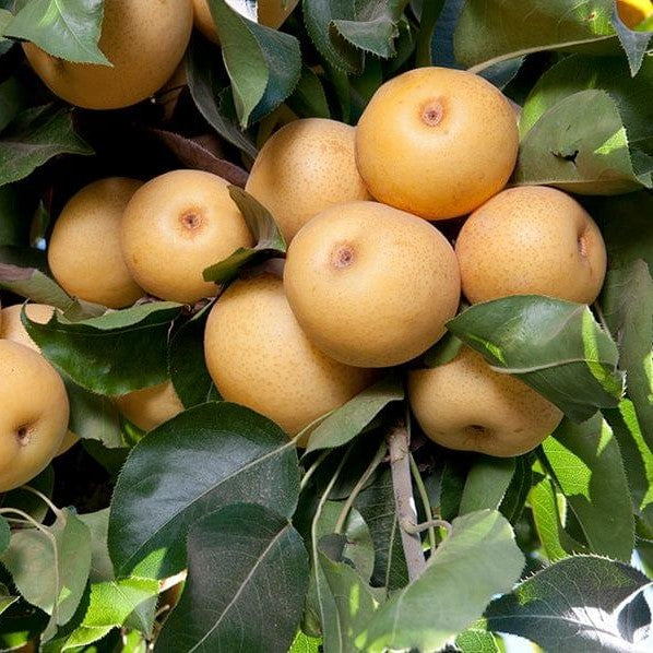 Dave Wilson 20th Century Asian Pear Bare Root Fruit  Tree