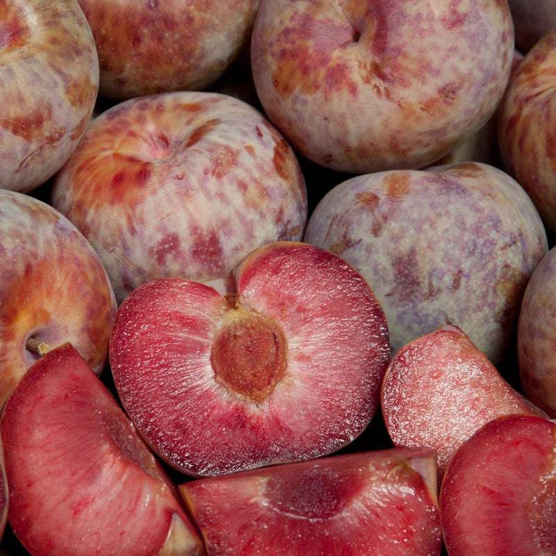 Dave Wilson Dapple Dandy Pluot Bare Root Fruit Tree