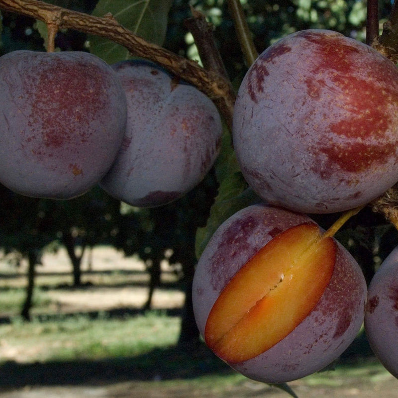 Dave Wilson Flavor King Pluot Bare Root Fruit Tree