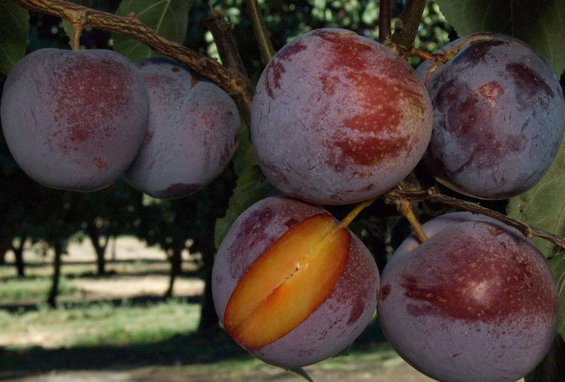 Dave Wilson Flavor King Pluot Bare Root Fruit Tree
