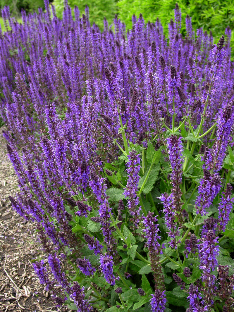 Salvia May Night - 1 Gallon