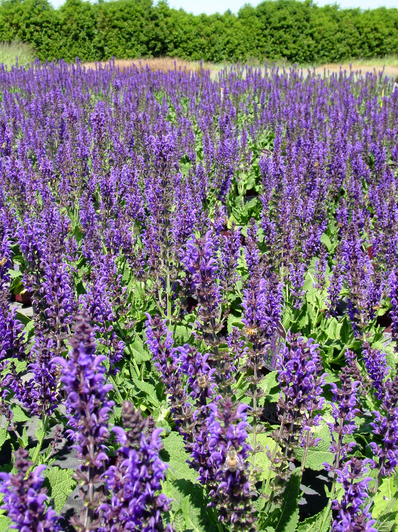 Salvia May Night - 1 Gallon