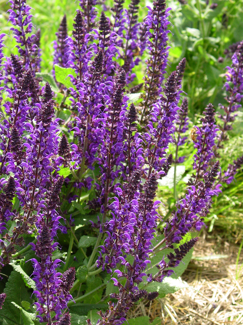 Salvia May Night - 1 Gallon