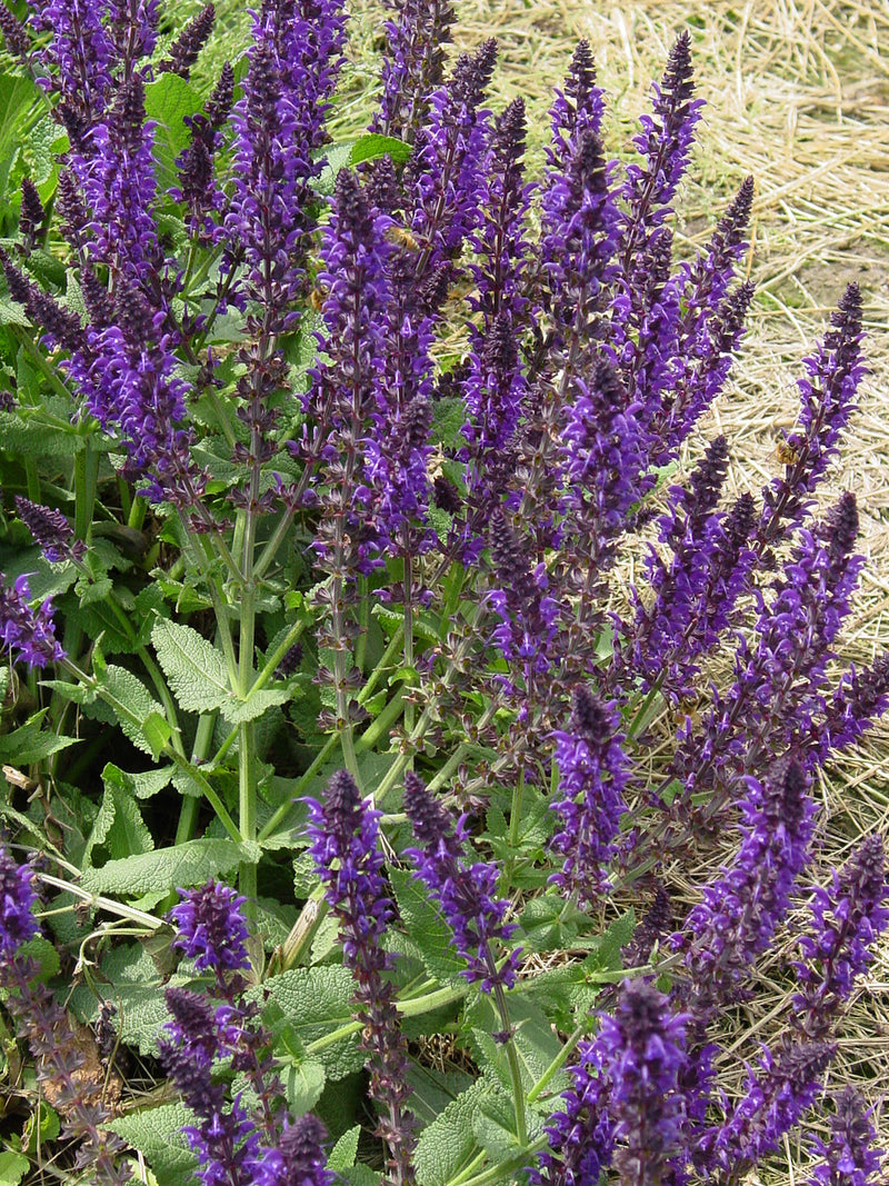 Salvia May Night - 1 Gallon