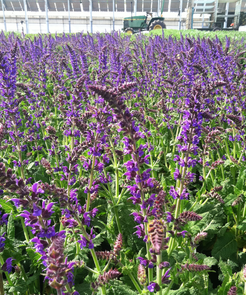 Salvia May Night - 1 Gallon