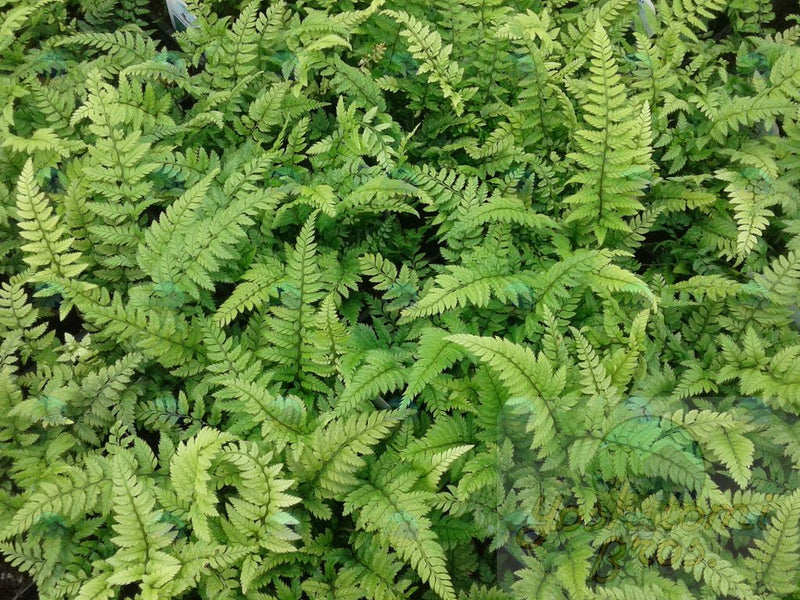 Fern Korean Rock - 4.5"