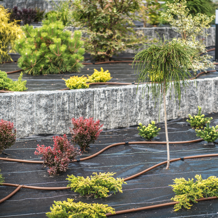CLASS Plant Combos: Trees and Shrubs
