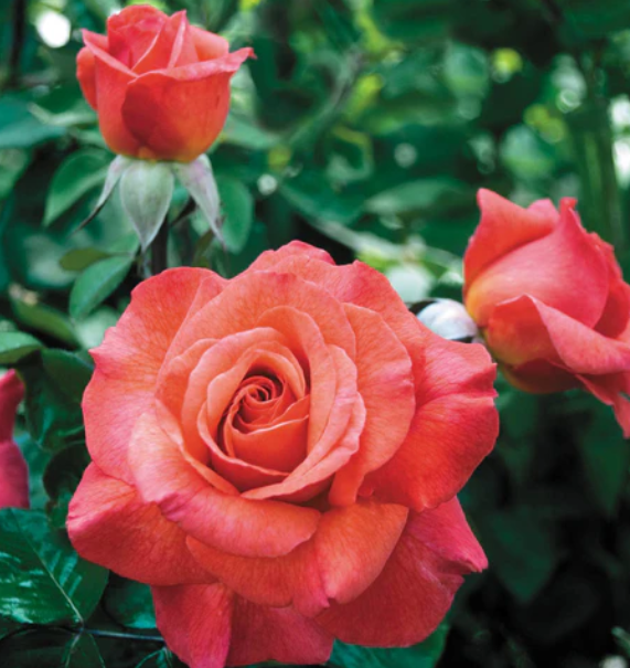 Sedona Rose - 3 Gallon