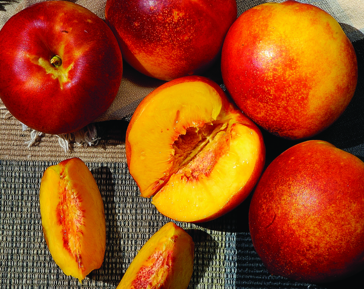 Dave Wilson Harko Nectarine Bare Root Fruit Tree