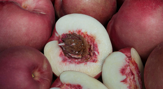 Dave Wilson Spice Zee Nectaplum Bare Root Fruit Tree