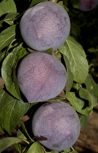 Dave Wilson Candy Heart Pluerry Bare Root Fruit Tree