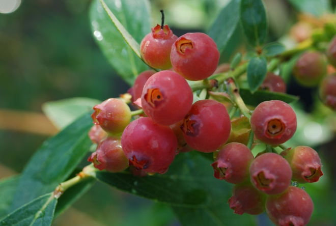 Dave Wilson Pink Lemonade Blueberry - 1 Gallon