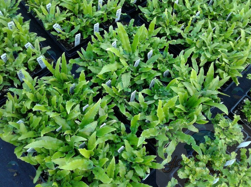 Fern Hart's Tongue - 4.5"