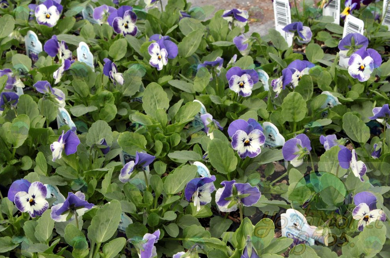 Viola Delft Blue - 3.5"