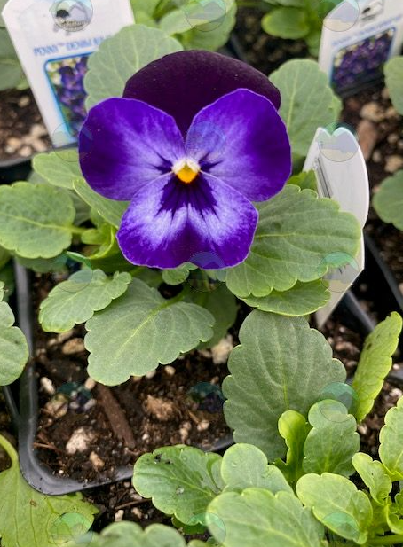 Viola Denim Jump Up - 3.5"