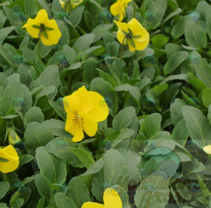 Viola Yellow - 3.5"
