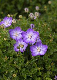 Campanula Samantha - Quart