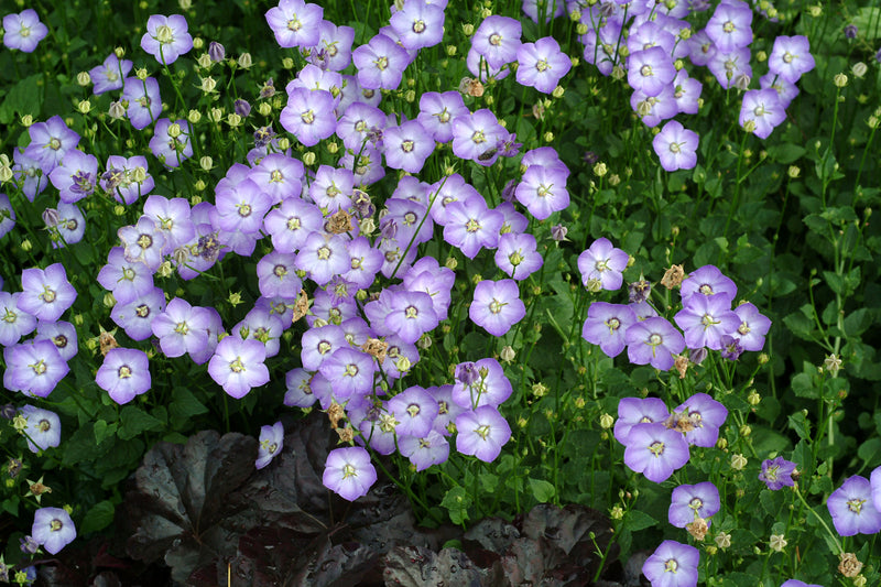 Campanula Samantha - Quart