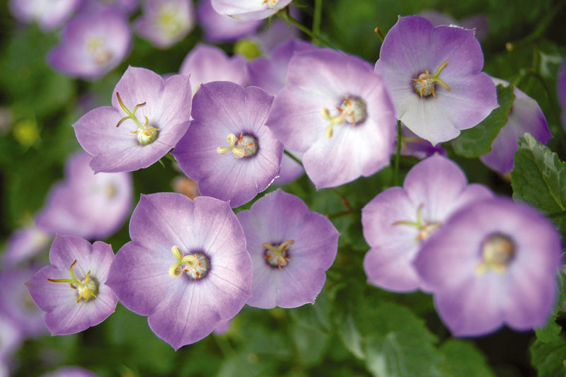 Campanula Samantha - Quart
