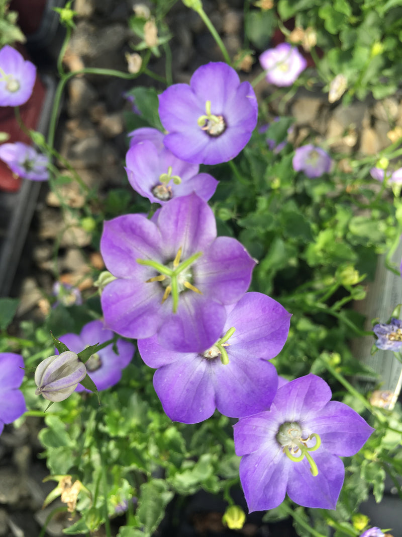 Campanula Samantha - Quart