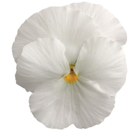 Pansy Matrix Pure White - 3.5"