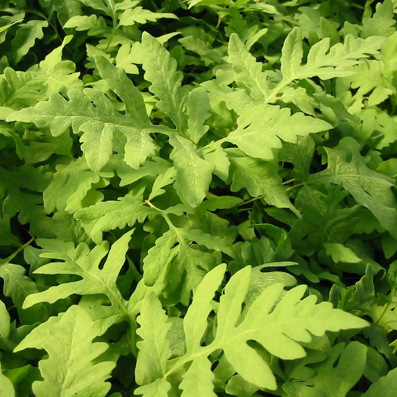 Fern Sensitive Onoclea - 3.5"
