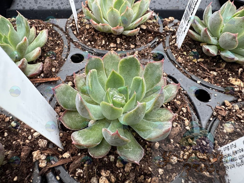 Echeveria Dark Ice