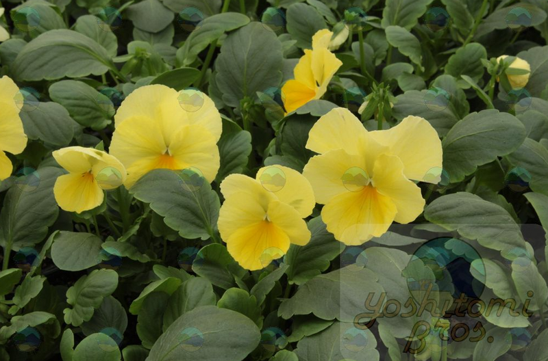 Pansy Pure Primrose - 3.5"