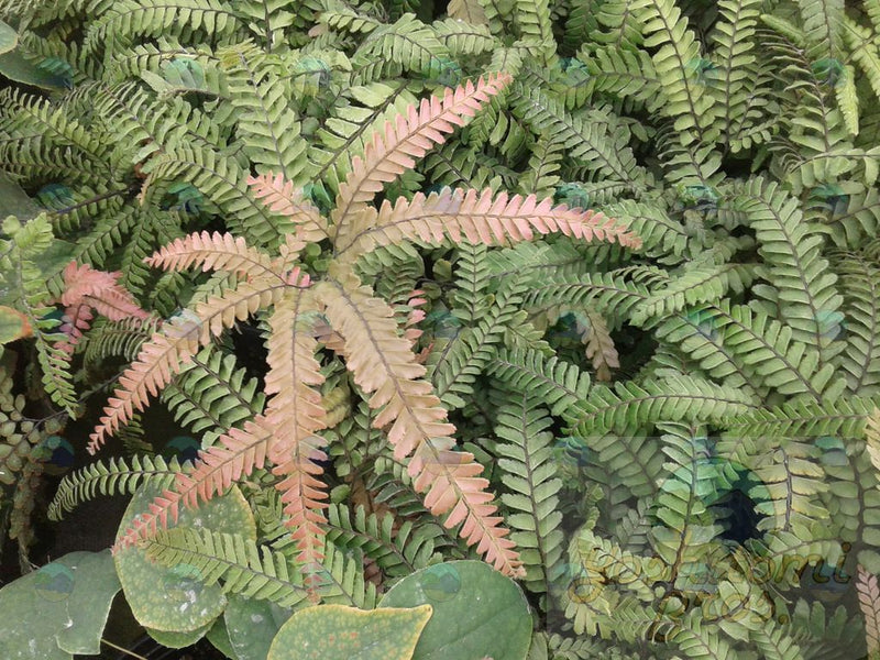 Fern Adiantum Rosy Maidenhair - 1 Gallon