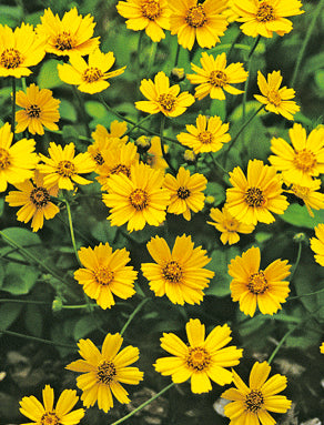 Coreopsis Elfin Gold - 3.5"
