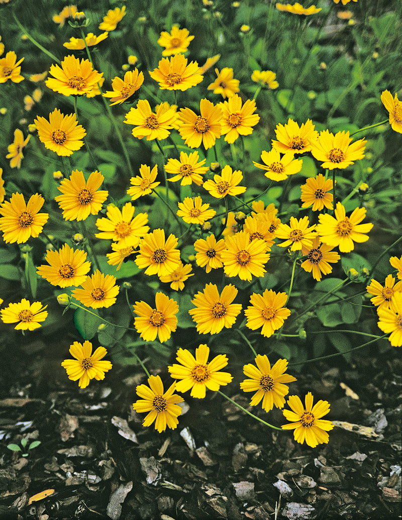 Coreopsis Elfin Gold - 3.5"
