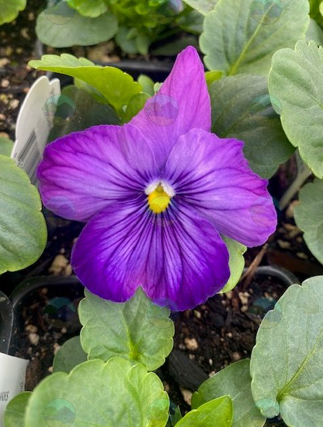 Pansy Lavender Shades - 3.5"