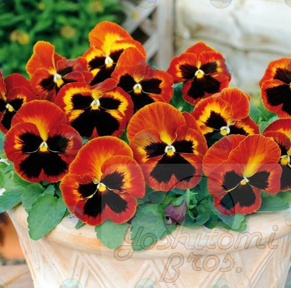 Pansy Solar Flare - 3.5"