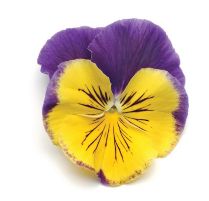 Pansy Matrix Morpheus - 3.5"