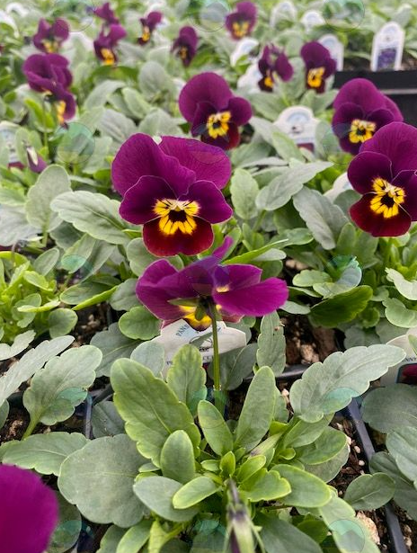 Viola Violet Tiger Face - 3.5"