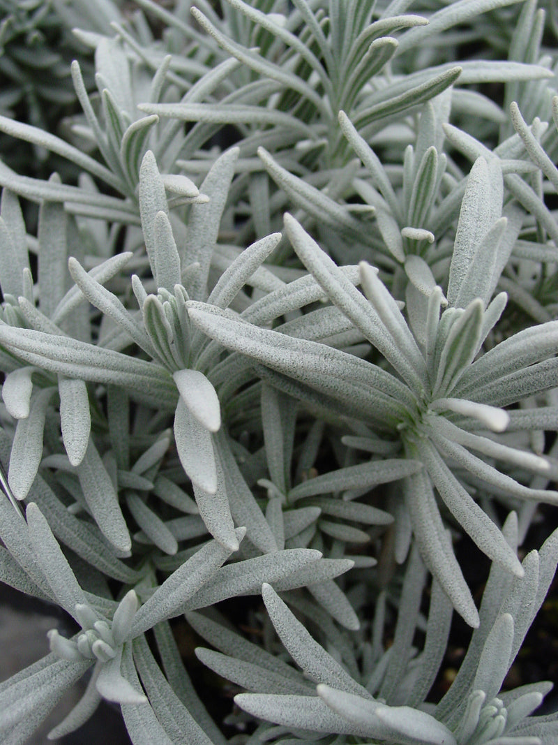 Lavender Ana Luisa - 1 Gallon