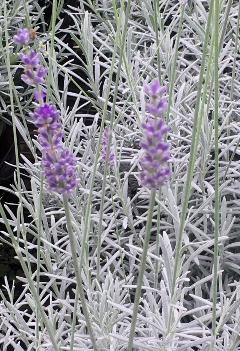 Lavender Ana Luisa - 1 Gallon
