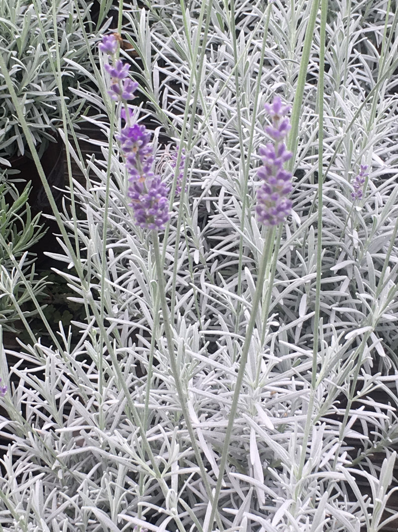 Lavender Ana Luisa - 1 Gallon