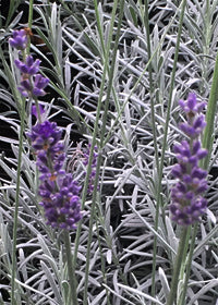 Lavender Ana Luisa - 1 Gallon