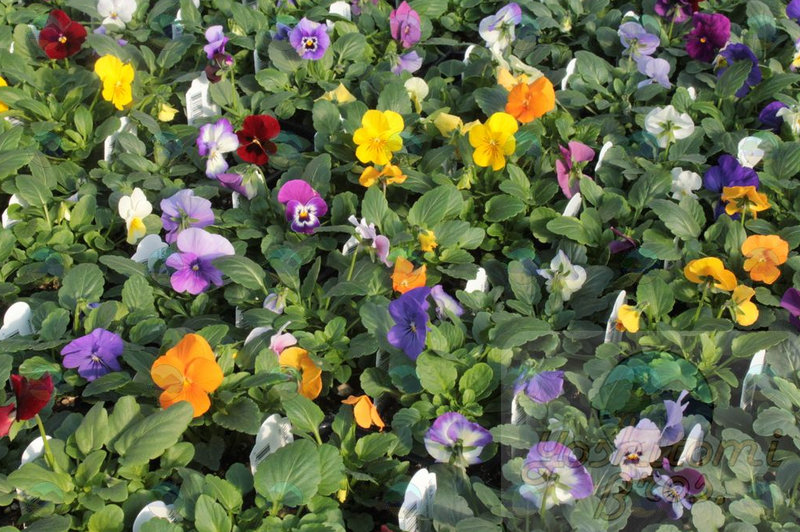 Viola Penny Lane Mix - 3.5"