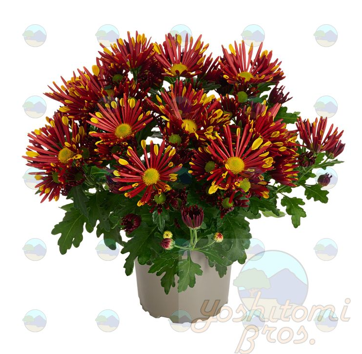 Chrysanthemum Mums Loki Red - 4.5"