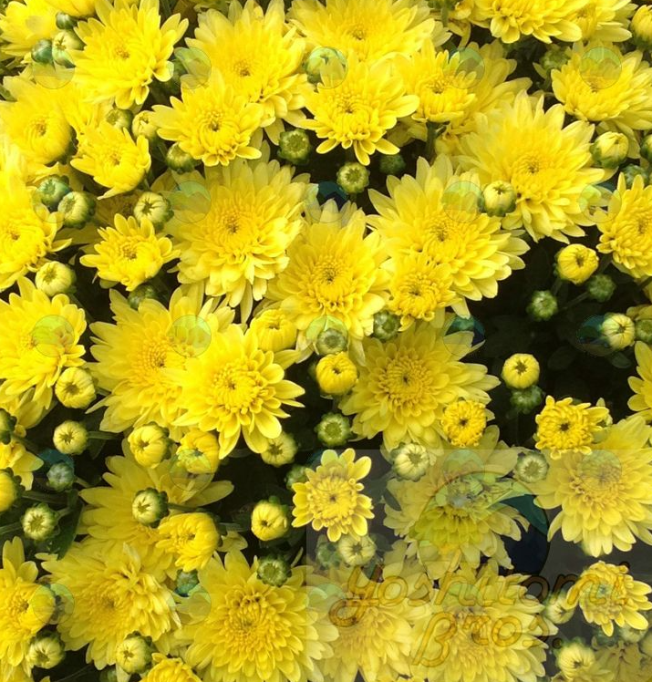 Chrysanthemum Mums Moonglow Yellow - 4.5"