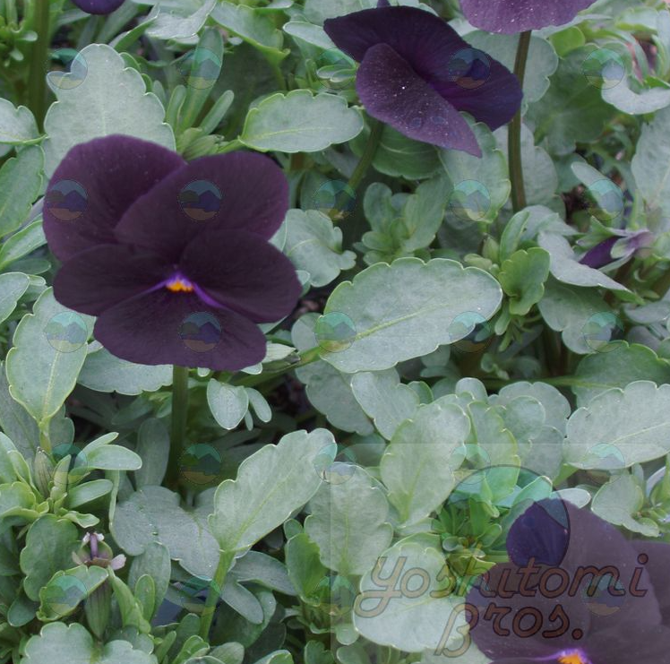 Viola Sorbet Black Delight - 3.5"