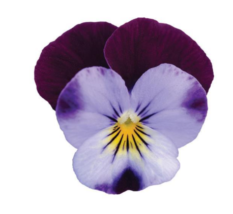 Viola Sorbet Denim - 3.5"