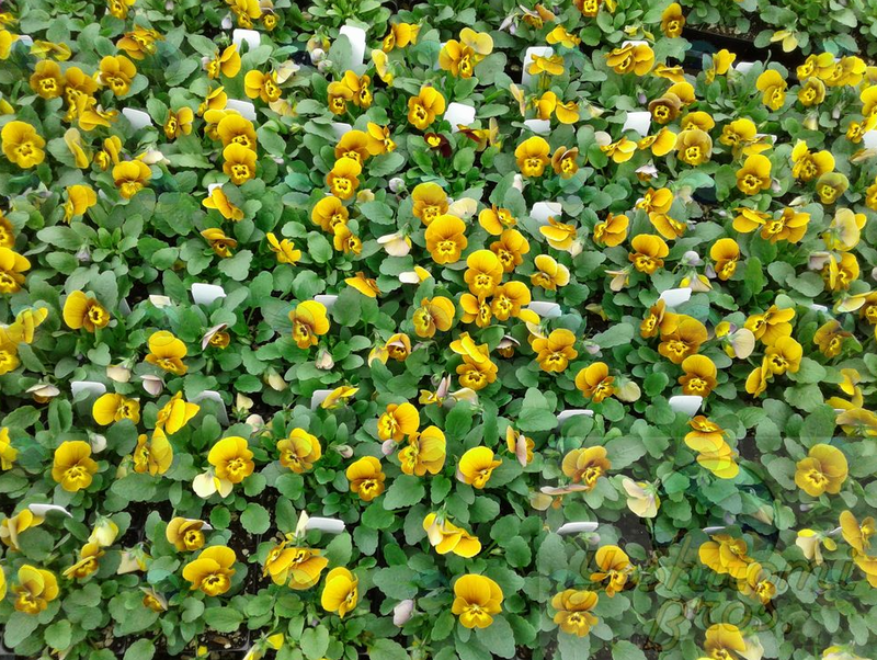 Viola Sorbet Honey Bee - 3.5"